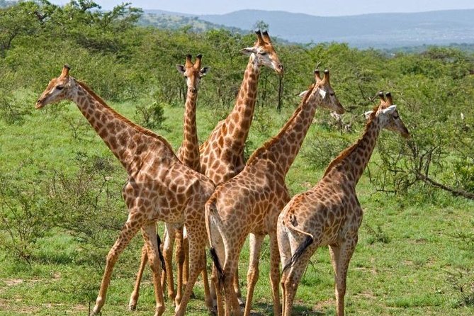 Full Day Tala Game Reserve - Phezulu Safari Park From Durban - Overview and Itinerary