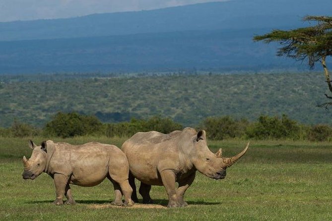 Full Day Tala Game Reserve - Phezulu Safari Park From Durban - Booking and Cancellation