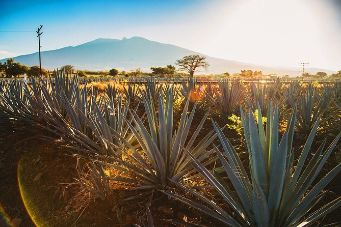 Full-Day Tequila, Jalisco From Puerto Vallarta With Tequila Experience - Tequila Tasting Experience