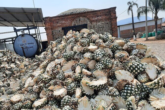 full day Tequila tour visiting artisanal distillery and downtown. - FAQ