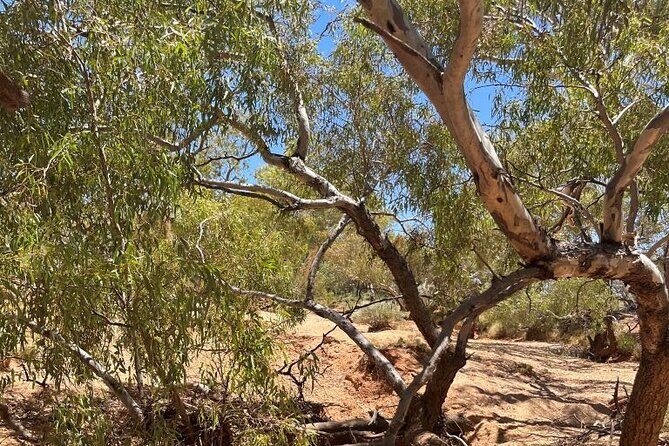 Full day The Painted Desert Tour in Outback South Australia - Good To Know