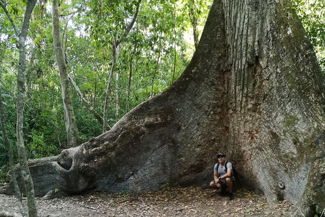 Full-Day Tikal Architecture, Culture and Nature Tour (Feb ) - Tour Highlights