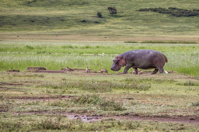 Full Day To Arusha National Park - Itinerary Highlights