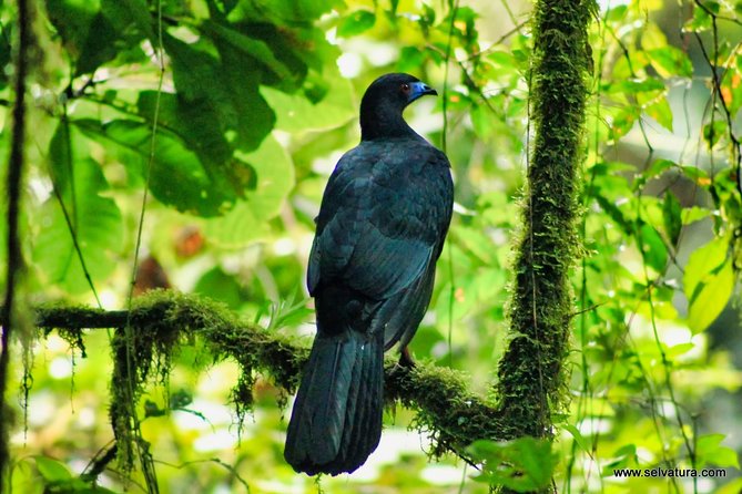 Full Day to Selvatura Monteverde Cloud Forest From Guanacaste - Tour Itinerary