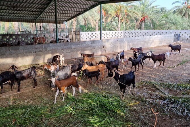 Full-Day Tour Around Masfoot and Hatta Mountain With Honey Bee Discovery Centre - Booking and Contact Information