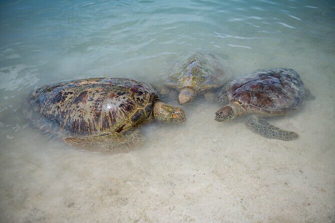 Full Day Tour Cascades Adventure, Turtles and Blue Lagoon - FAQ