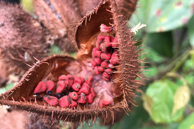 Full-Day Tour: Cocoa Farm Experience in the Jungle of Cusco - Directions