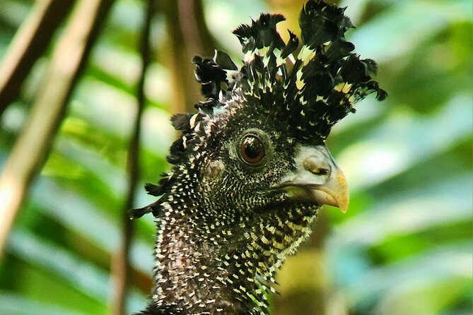 Full Day Tour Corcovado National Park. - Location Details