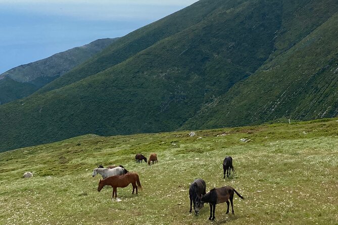 Full Day Tour From Albanian Riviera/Borsh to Dhermi and Llogara - Customer Reviews