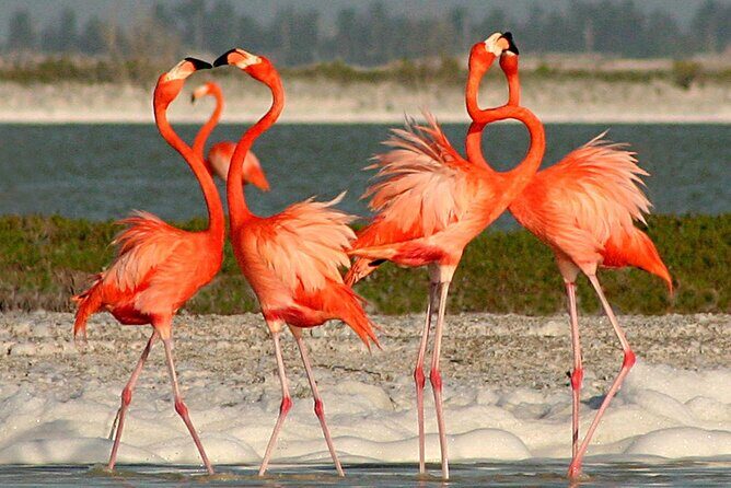 Full Day Tour from Cancun Rio Lagartos and Las Coloradas - The Itinerary: What You Can Expect  