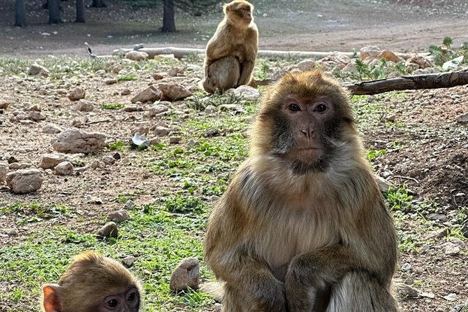 Full Day Tour From Marrakech to Kaskade Ouzod - Itinerary Highlights