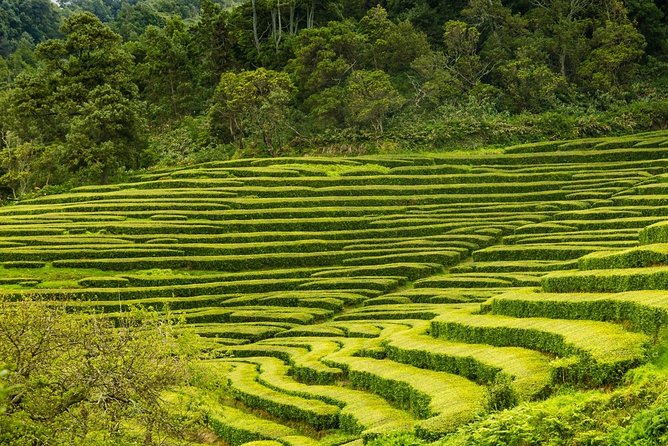 Full Day Tour From Ponta Delgada to Furnas Volcano and Hot Springs - The Sum Up