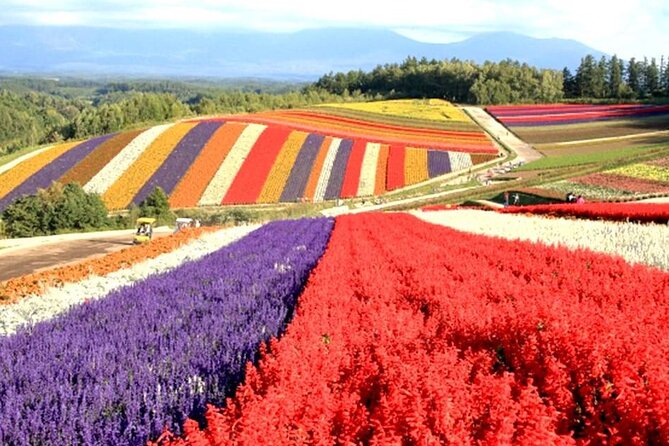Full Day Tour Hokkaido Biei Green Pond and Furano Flower Sea - Itinerary Highlights