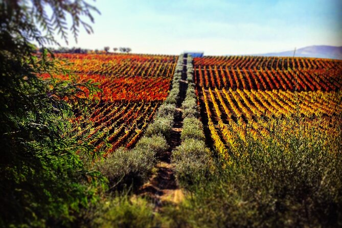 Full Day Tour in Alto Douro Wine Region With Lunch - Tour Overview