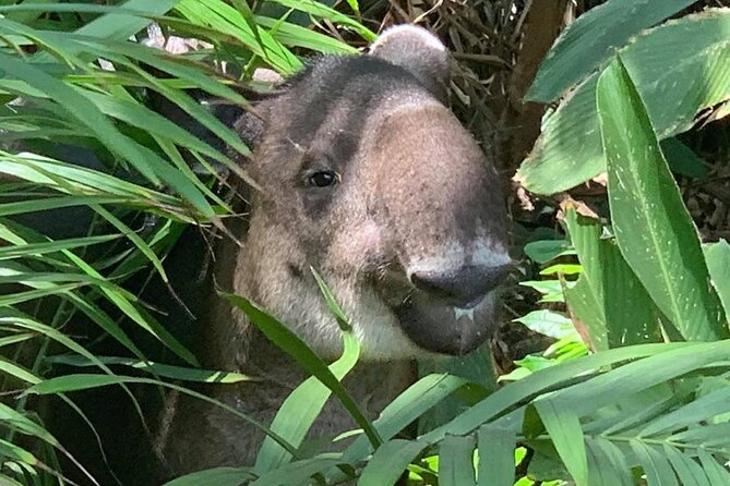 Full Day Tour in Corcovado National Park - Reviews