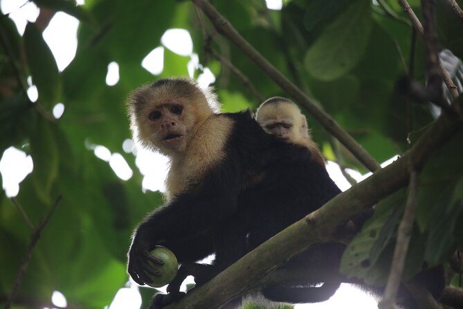 Full Day Tour in Corcovado National Park - Additional Info