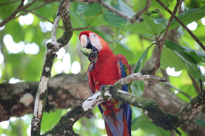 Full Day Tour in Corcovado National Park - Directions