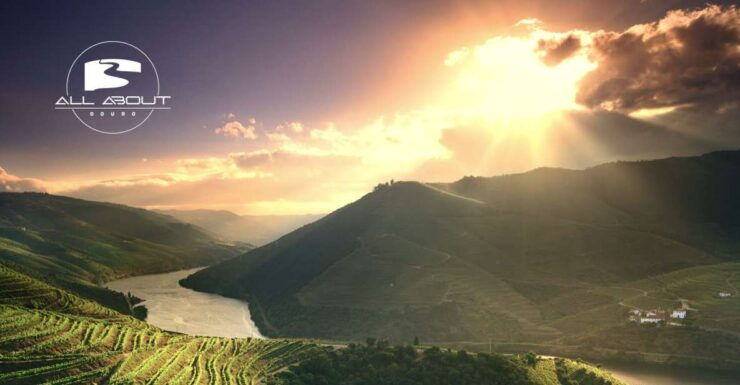 Full Day Tour in Douro: Sightseeing, Wine Tasting and Lunch - Tour Duration and Availability
