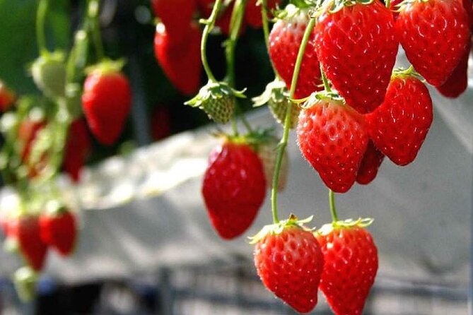 Full Day Tour in Mount Fuji and Oishi Park With Fruit Picking - Inclusions and Experiences