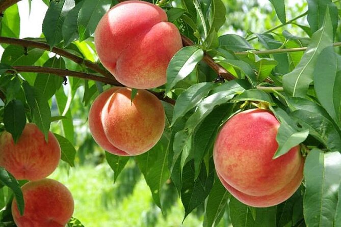Full Day Tour in Mount Fuji and Oishi Park With Fruit Picking - Meeting and End Points