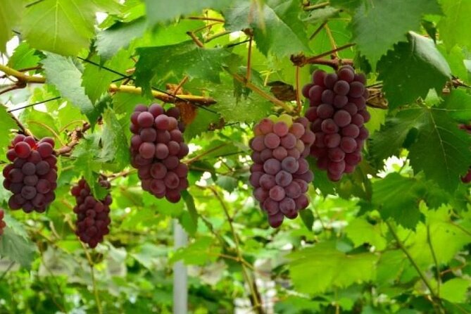 Full Day Tour in Mount Fuji and Oishi Park With Fruit Picking - The Sum Up