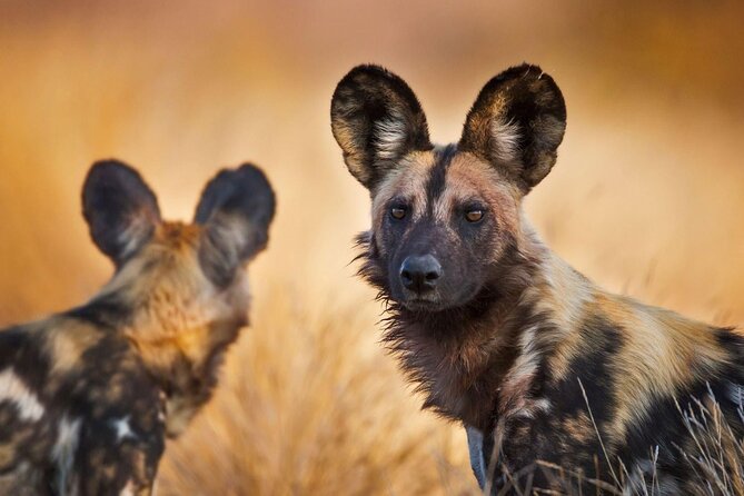 Full-Day Tour in Ngorongoro Crater - Lunchtime Delights