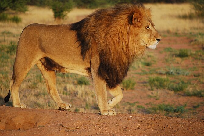 Full-Day Tour in Ngorongoro Crater - End-of-Day Reflections