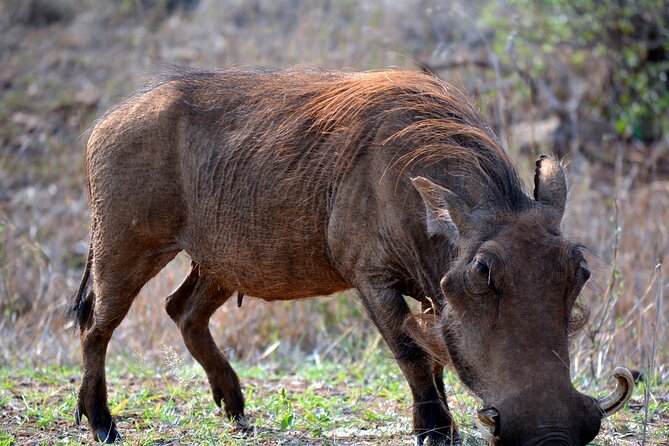 Full-Day Tour in Ngorongoro Crater - Frequently Asked Questions