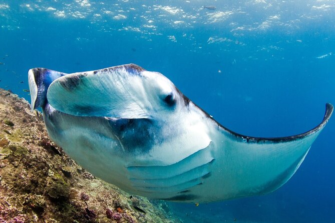 Full-Day Tour in Nusa Penida Island + Snorkeling Experience  - Customer Reviews