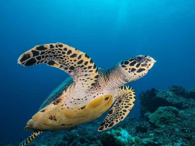Full Day Tour in Nusa Penida - Full Description