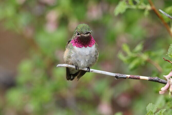 Full Day Tour in Rocky Mountain National Park Lunch Included - Good To Know