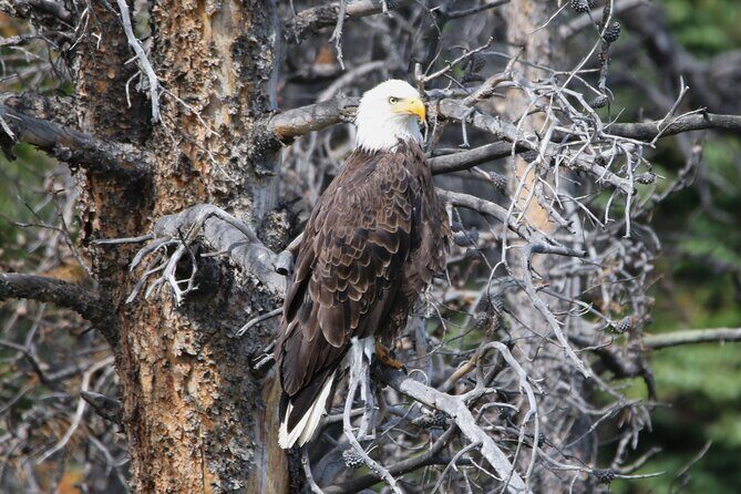 Full Day Tour in Rocky Mountain National Park Lunch Included - Authentic Experiences and Insights from Reviewers