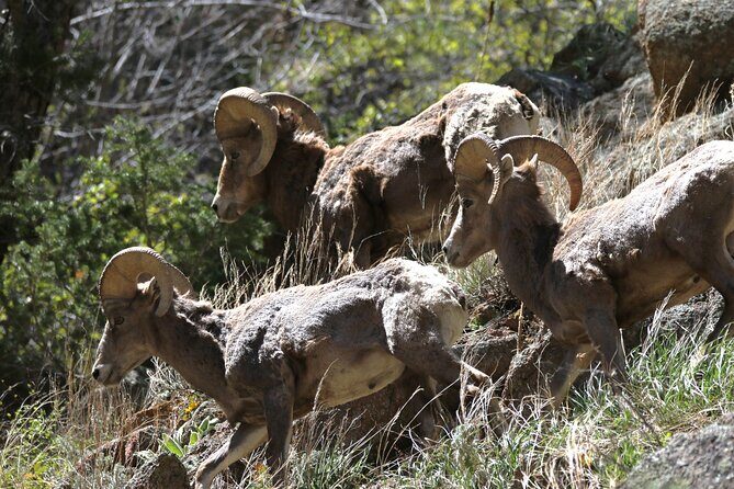Full Day Tour in Rocky Mountain National Park Lunch Included - Final Thoughts: Is This Tour Worth It?