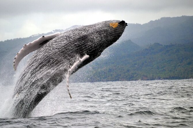 Full Day Tour in Samana Whales With Pickup - Pickup Details