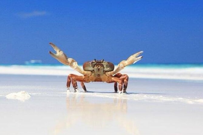 Full Day Tour in Similand Island - Exploring Similand Islands Marine Life