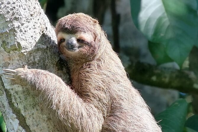 Full-Day Tour in Sirena and San Pedrillo With Lunch - Wildlife Encounters