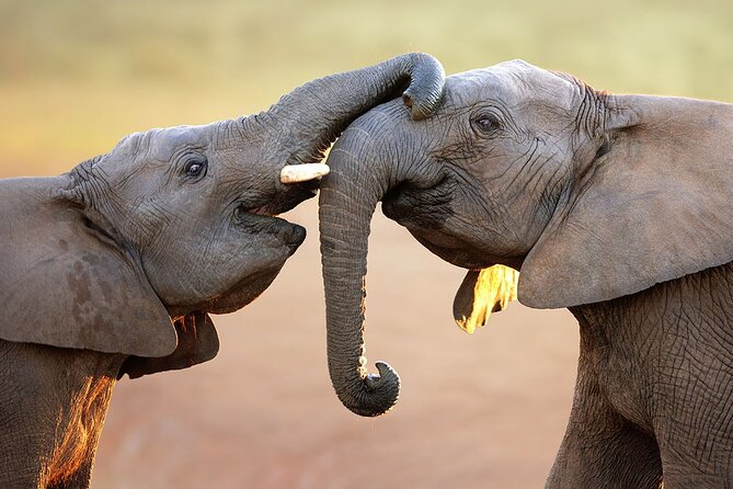 Full Day Tour in Small Group to Aquila Safari With Wine Tasting - Hotel Pickup and Drop Off