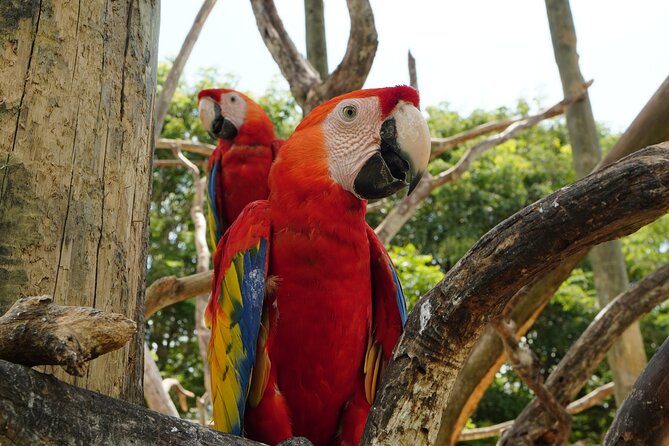 Full-Day Tour Isla Baru - National Aviary of Colombia and Playa Blanca - National Aviary Experience