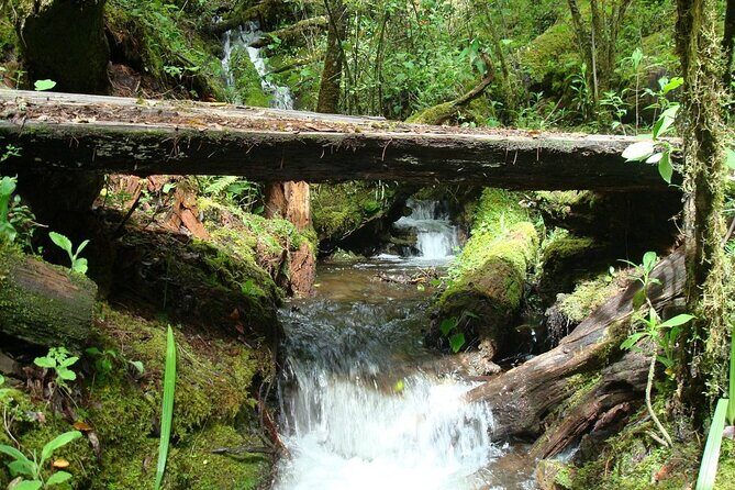 Full-Day Tour Llano Grande Waterfalls and Coffee Plantation in Huatulco! - What to Know About the Experience