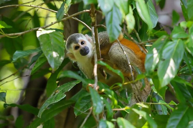 Full Day Tour Manuel Antonio National Park From San José - Additional Info