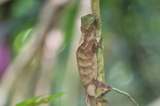 Full Day Tour Manuel Antonio National Park From San José - The Sum Up