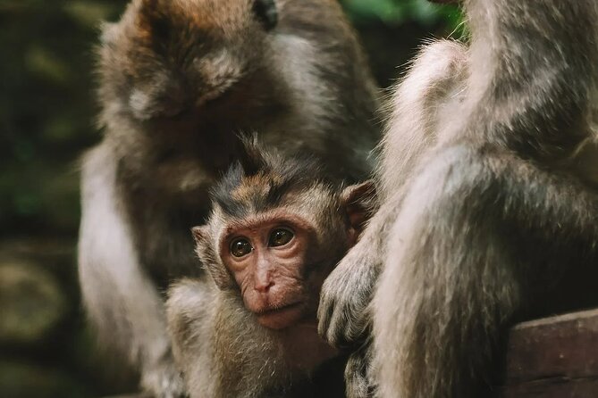 Full Day Tour Monkey Forest Temple Falls and Rice Terrace in Ubud - Tour Itinerary