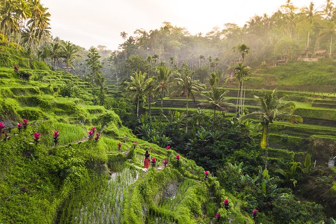 Full Day Tour Monkey Forest Temple Falls and Rice Terrace in Ubud - Monkey Forest Exploration