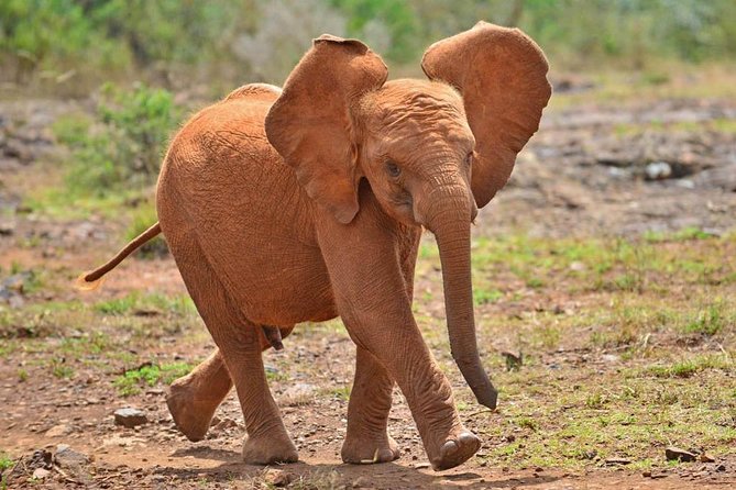 Full Day Tour Nairobi National Park, Elephant Orphanage & Giraffe Center - Inclusions