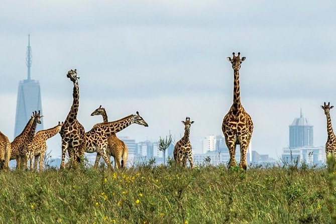 Full Day Tour Nairobi National Park, Elephant Orphanage & Giraffe Center - Booking Details