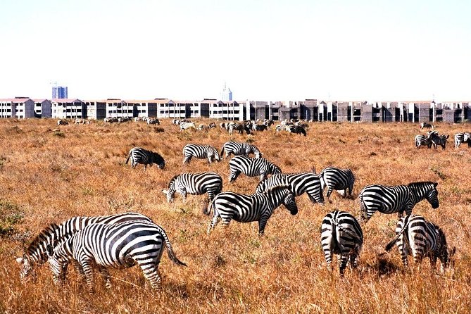 Full Day Tour Nairobi National Park, Elephant Orphanage & Giraffe Center - Itinerary Overview
