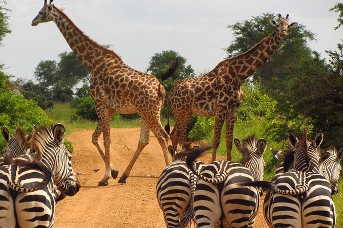 Full Day Tour Nairobi National Park, Elephant Orphanage & Giraffe Center - Safety Guidelines