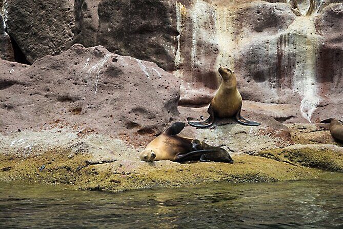 Full-Day Tour Nature Experience at Isla Espiritu Santo! Sea Lions - Who Is This Tour Best For?