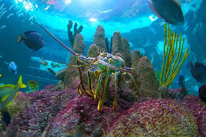 Full-Day Tour of Florida Keys Including Aquarium Encounters From Key West - Sightseeing Along the Overseas Highway