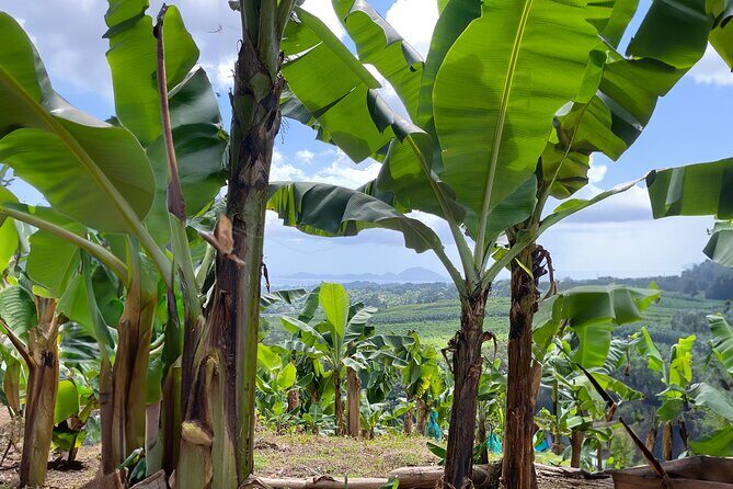 Full Day Tour of Guadeloupe - FAQs